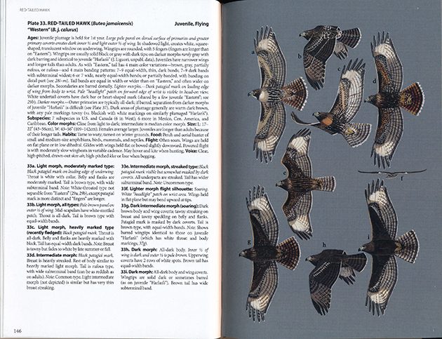 Birds of prey in my country (The artwork is mine and it is drawn to scale) : r/Ornithology
