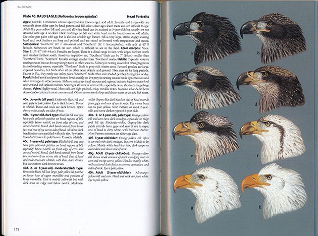 Field Guide - Birds of Prey