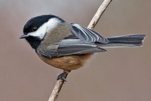 black-capped_chickadee_591np