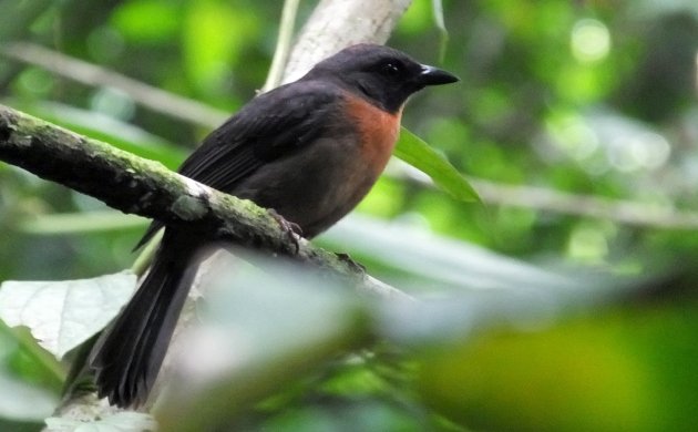 black-cheeked ant-tanager male