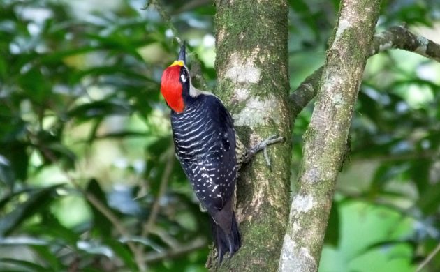 black-cheeked woodpecker