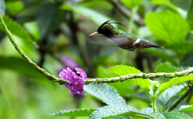 black-crested-coquette