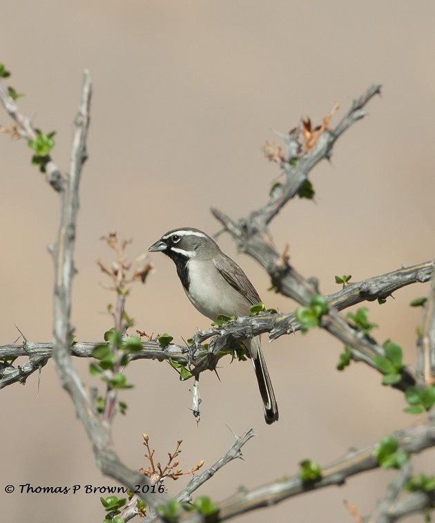 black throated sparrow