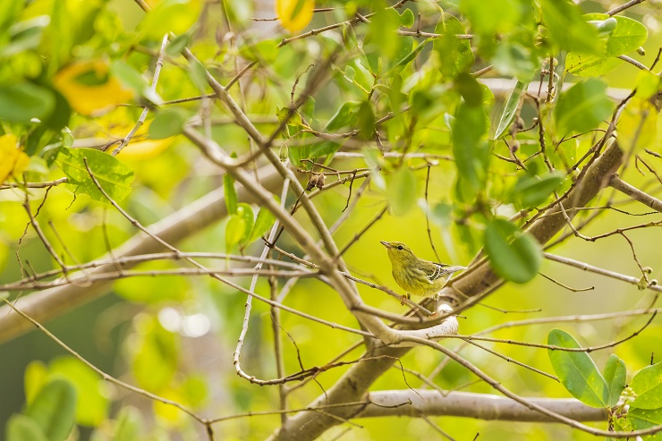 Animalstuffstore blackpoll-warbler-4039- Just lately Acquired – 10,000 Birds Bird  