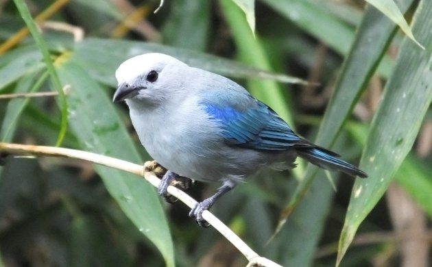 blue gray tanager