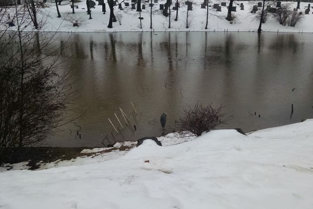 Great blue heron in New Moravian Cemetery, Staten Island