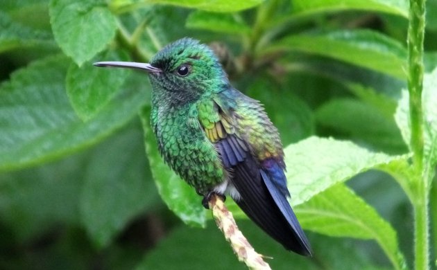 blue-vented-hummingbird-1