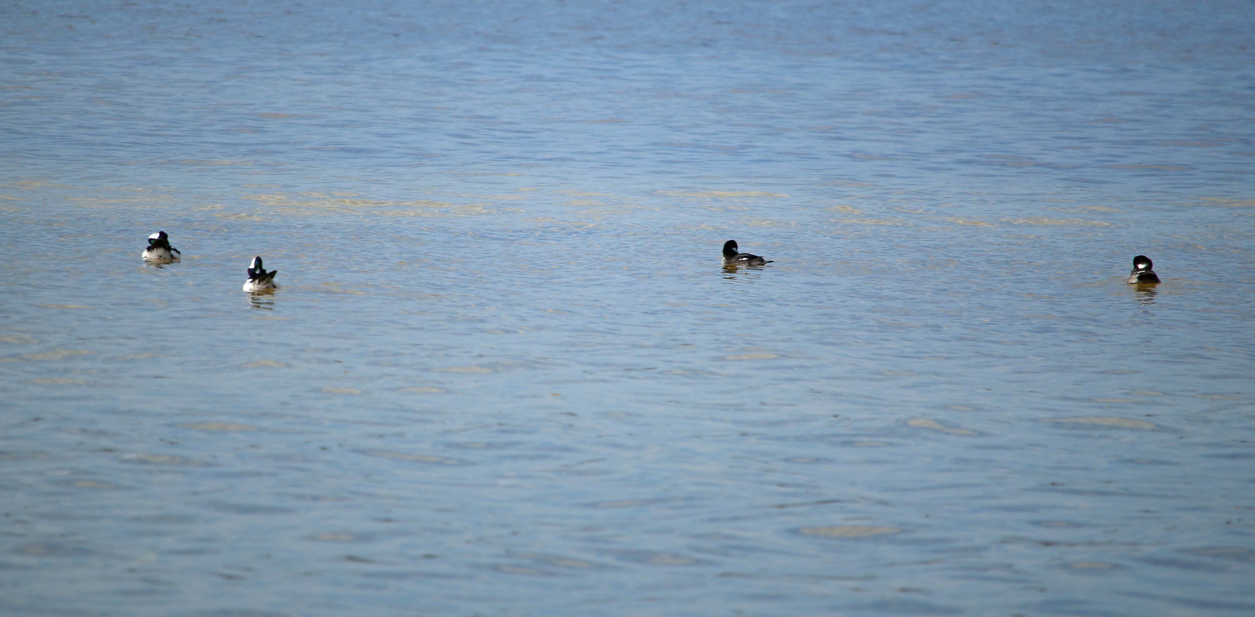 bufflehead, maine, florida