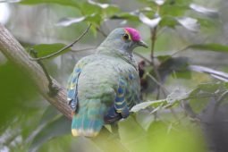 Urban Birding in the village of Mapleton