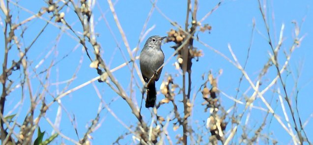 Bird Litigation - California Gnatcatcher