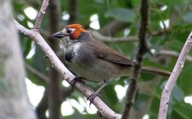 cabanis-ground-sparrow