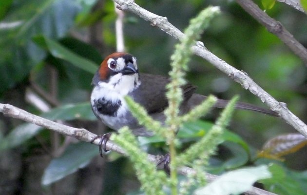 cabanis ground sparrow