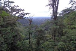 Lesser Known Places for Birding in Costa Rica- Mi Cafecito