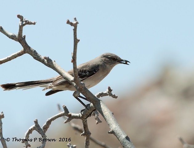 camping birds-25