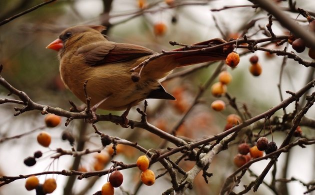 cardinal, birding, north carolina