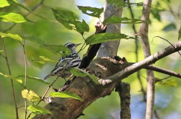 warbler, birding, nature, landscape