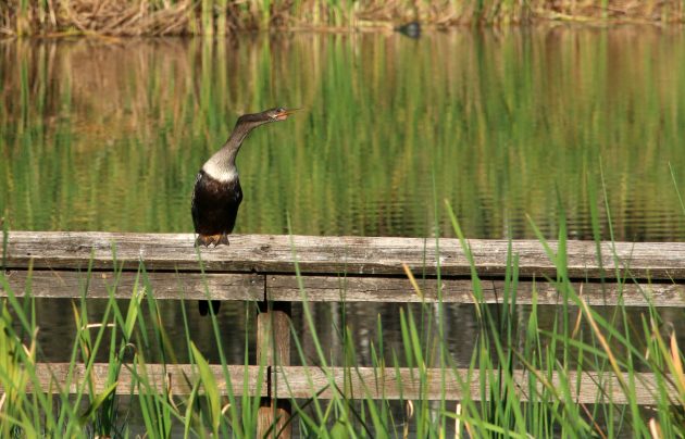 anhinga, nature, birding