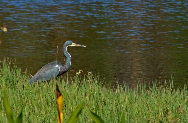 heron, nature, birding