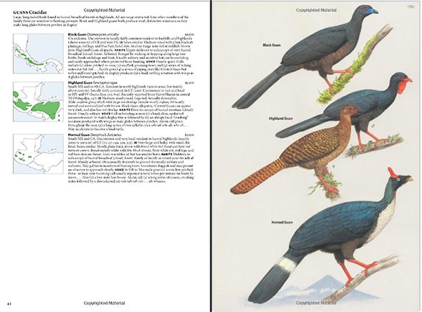 Birds of Central America: A Field Guide Review – 10,000 Birds