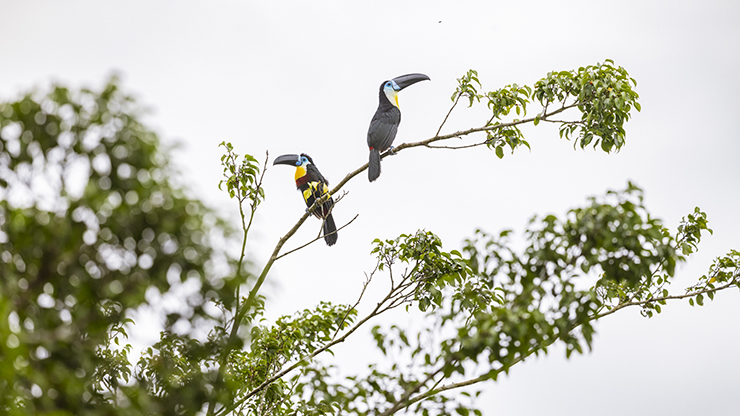 Animalstuffstore channel-billed-toucan-4209 But One other New Yard – 10,000 Birds Bird  
