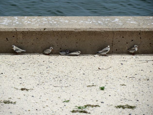 least tern, nature, wildlife