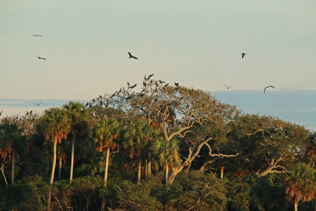 cedar key, nature, landscape, florida