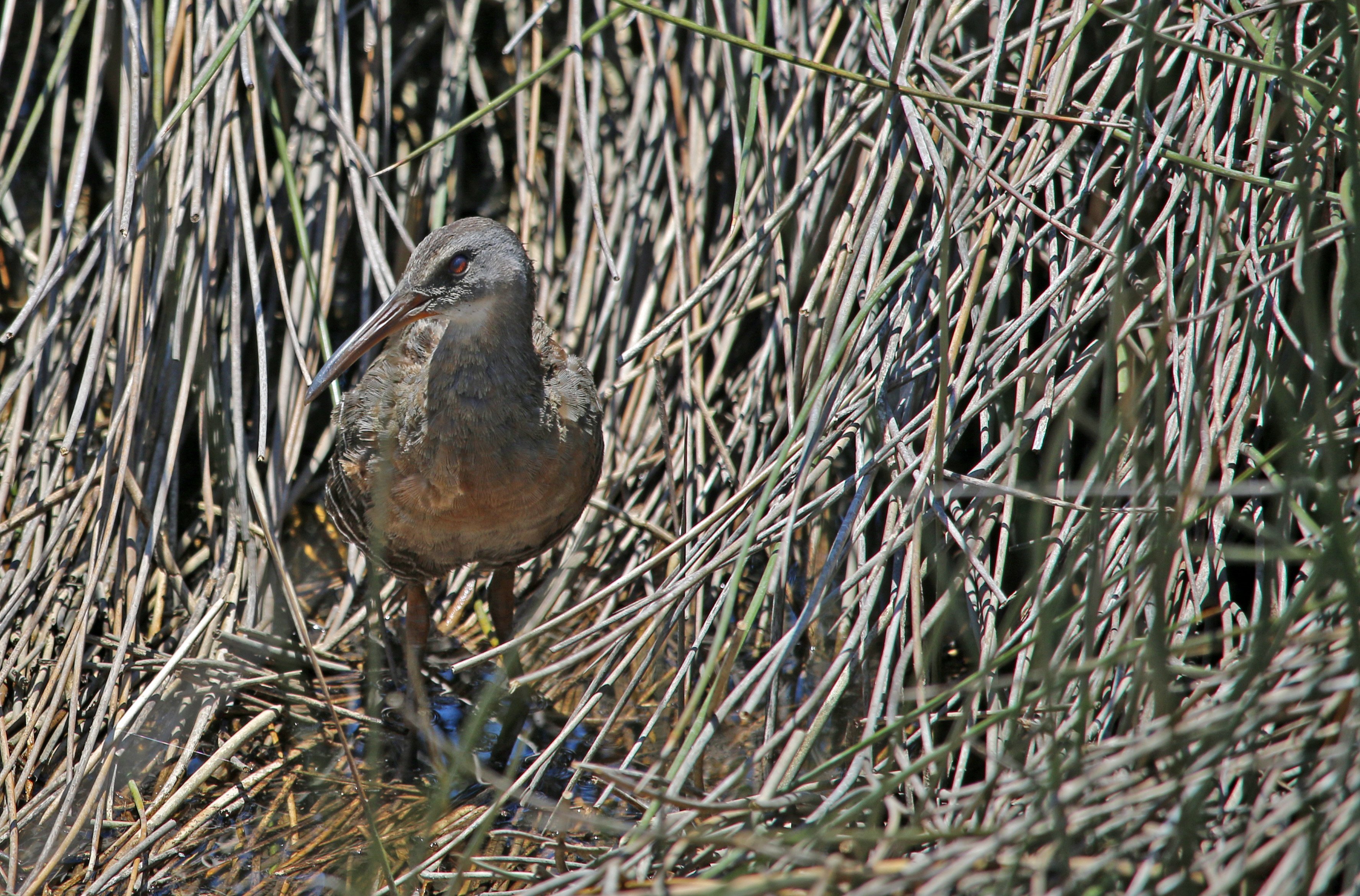 clapper rail, florida, cedar key