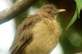 clay-colored-thrush-2