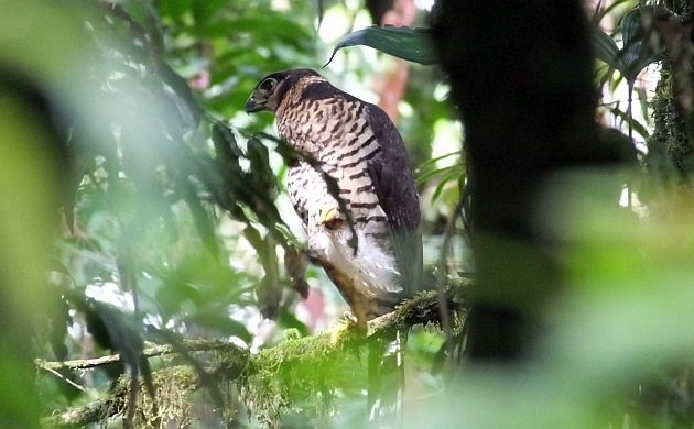 collared forest falcon