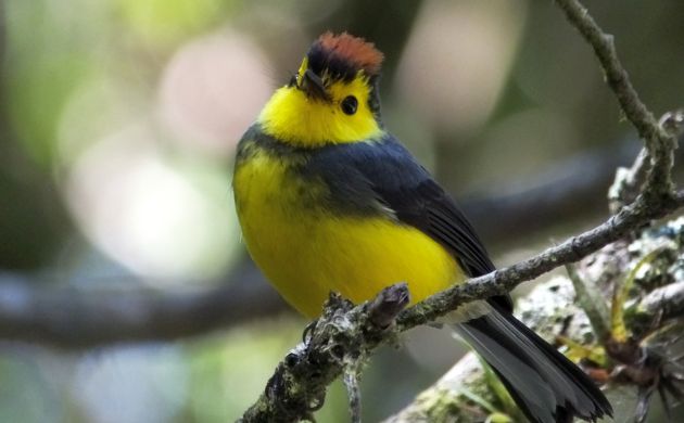 collared-redstart