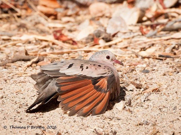 common Ground Dove