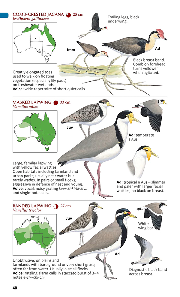 Animalstuffstore compact.lapwings.600 A Discipline Information Evaluate – 10,000 Birds Bird  