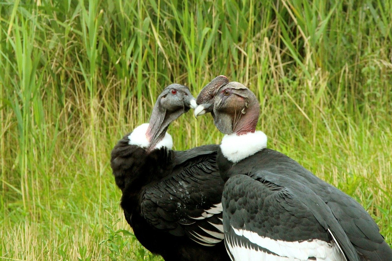 condor, andean condor, nature, columbia