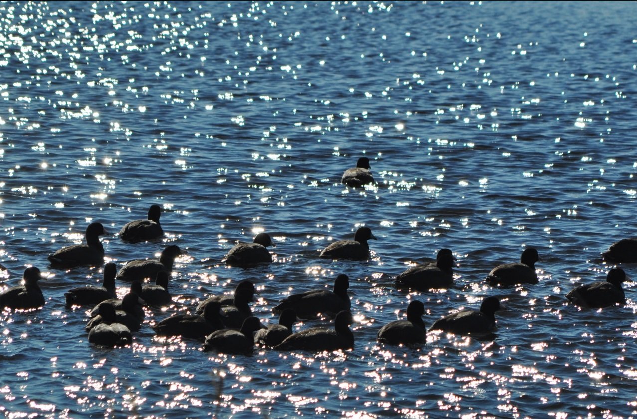 coot, florida, nature, birding