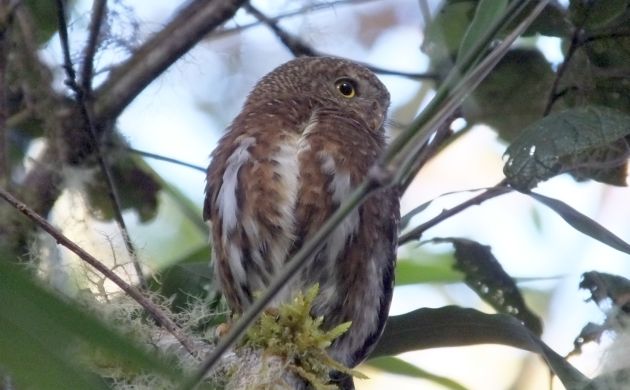 costa-rican-pygmy-owl