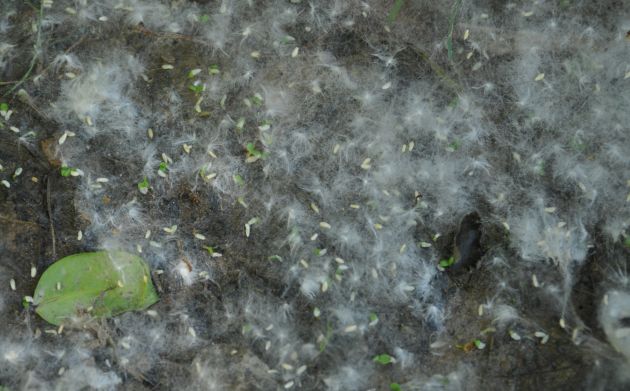 Seeds of the Eastern cottonwood, of which plains cottonwood is a subspecies