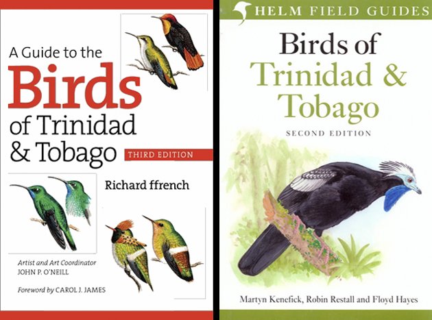 Field Notes From My First Rare-Bird Sighting