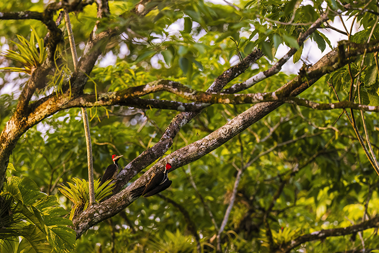 Animalstuffstore crimson-crested-woodpecker-3421- But One other New Yard – 10,000 Birds Bird  