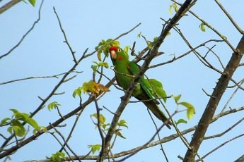 crimson-fronted parakeet