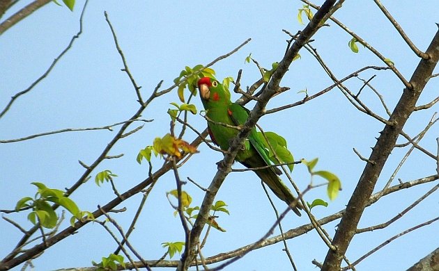 crimson-fronted parakeet