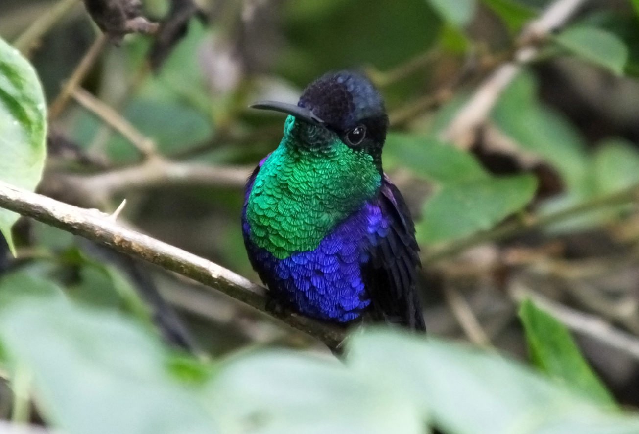 Tips to Use eBird for Costa Rica LaptrinhX / News