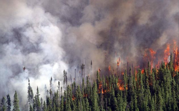 Crowning fire in spruce forest -- Karen Murphy