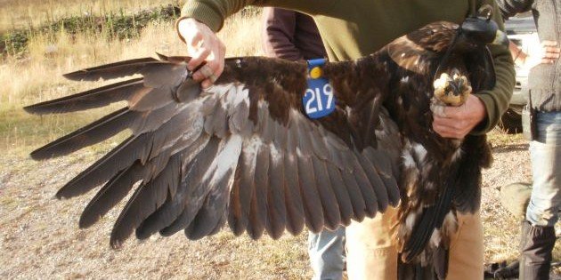 Golden Eagle showing wing tag