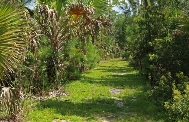 florida, state park, nature, birding