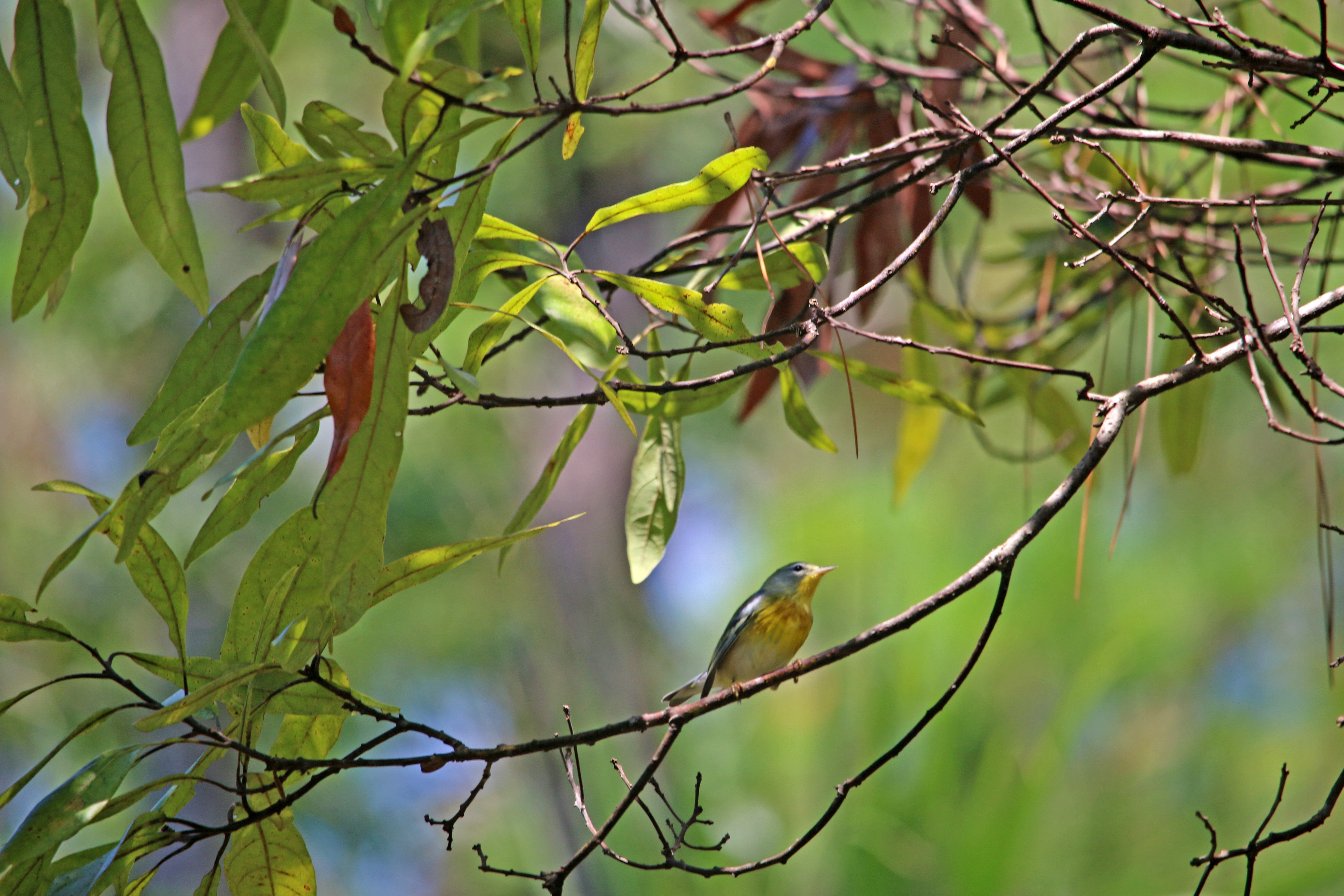 florida, state park, nature, birding