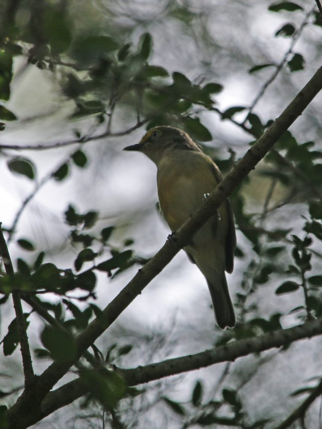 florida, state park, nature, birding