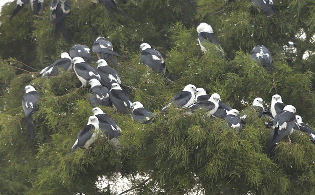 Kites at roost site