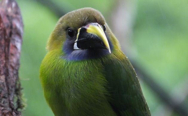 A Guide to Easy Birding in Costa Rica at Cinchona