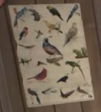 A blurry bird ID poster