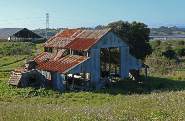 birding, nature, landscape, california